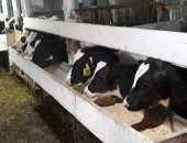 Продам корову в Кущевской, Бычки телята на откорм, От 1 месяца до 4 месяца, Регулярно в