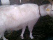 Продам козу в Кимовске, Козы дойные, есть альпийские и смесовые Молодняк козочки 8мес