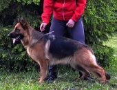 Продам собаку немецкая овчарка в Екатеринбурге, Питомник предлагает к продаже взрослых