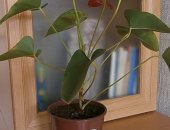 Продам комнатное растение в Воронеже, Антуриум Андре, красный, высота около 25 см - 300