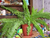 Продам комнатное растение в Саратове, Комнатный папоротник, крупный папоротник в горшке