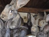 Продам заяца в Асбесте, Ризен - крупнейшая из всех пород кроликов гигантов в мире