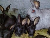 Продам заяца в Введенское, Советское серебро дата рождения; 3, 05, 18 г, и 17, 05, 18