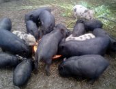 Продам свинью в Шаталове, Вьетнамские поросята кармалы, Дата опороса 05, 05, 18 и 22,
