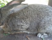 Продам заяца в Бахчисарае, кроликов с, Табачное- самцы калифорнийской породы возраст 5