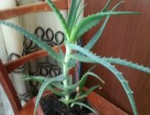 Продам комнатное растение в Челябинске, Алоэ большой Подрос, стал еще больше, алоэ