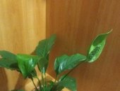 Продам комнатное растение в Благовещенске, Спатифиллум