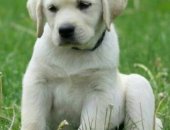 Продам собаку лабрадор в Москве, -ретривер - одна из самых популярных пород собак, Многие