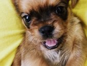 Продам собаку в Иркутске, Ищем хорошие руки, Замечательные щеночки родились 22июня