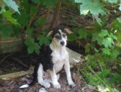 Продам собаку в Донское, Милой и застенчивой Асеньке 3 месяца, родилась 8 апреля