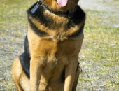 Продам собаку, самец в Мурманске, Барону около 4, 5 лет, Рост около 60 см в холке, Вес