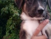 Продам собаку, самка в Краснодаре, Девочка, возраст 1, 5 месяца, Вырастет среднего роста