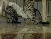 Продам кошку, самец в Московском, Возраст - 2 месяца Пушистый - мальчик С короткой