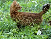 Продам бенгальская, самец в Краснодаре, Бенгальский котенок, Девочка готова к переезду в