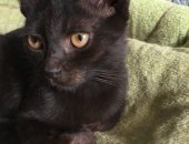 Продам кошку, самец в Ростове-на-Дону, Говорят, что чёрный кот, защитит и Вас и дом!