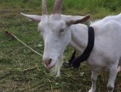 Продам козу в Санкт-Петербурге, Коза с козлятами, дойную с тремя козлятами, две козочки и