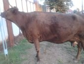 Продам корову в Нартане, 1, Корова породы швиц, отелилась 4 раза, в данный момент
