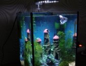 Продам в Старом Осколе, новые настольные аквариумы на 14л 22 22 30, Укомплектованы:грунт