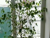 Продам комнатное растение в Краснодаре, Фикус Бенжамина высота горшка 20см высота