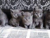 Продам британская, самец в Кемерове, Алиментный котенок! Ласковый, озорной кроха,