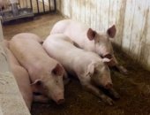 Продам свинью в Петрозаводске, ООО "Алаттуский скотный двор" готовит к продаже поросят