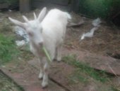 Продам козу в Ржеве, Козочки, тся козочки, 3 месяца, козлик 3месяца очень активный, коза
