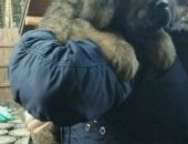 Продам собаку в Казани, Щенок тибетского мастифа, Очень крупный, 2 месяца, Готов к