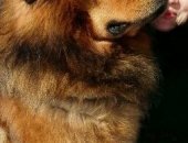 Продам собаку мастиф в Казани, Щенки тибетского а для любви, души, разведения, охраны