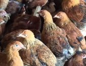 Продам с/х птицу в Омске, цыплят Кучинской юбилейной возраст 2 месяца, Быстро растут