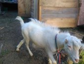 Продам в Ростове-на-Дону, Ламанча это особая молочная порода короткоухих коз дающих