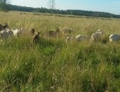 Продам козу в Великом Новгороде, Козы и козечки, Коза, Козы, Козечки