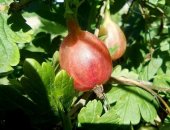 Продам ягоды в Тюмени, Крыжовник крупный сладкий, вишня, забирать на мысу