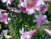 Продам комнатное растение в Кемерове, Лилии с луковицами, лилии от 150 р