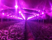 Продам комнатное растение в Краснодаре, Фитосветильник исполнен на полноспектральных 360