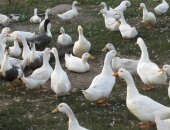 Продам с/х птицу в Обильное, Утки на забой, Утки 2017 г живым весом в среднем 2, 6 кг