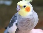 Продам птицу в Дмитрове, Попугаи корелла, Продаётся пара попугаев корелла с клеткой