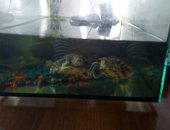 Продам в Прокопьевске, тся две красноухие черепахи аквариумного содержания, аквариум 50л