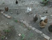 Продам в Грозном, Куры, домашних кур