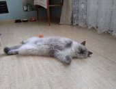 Продам кошку, самка в Иванове, Крупная кошечка ищет новую семью, Сейчас находится