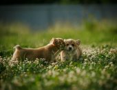 Продам собаку, самка в Ярославле, Предлагаются к продаже щенки вельш корги пемброк