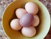 Продам яица в Новосибирске, Инкубационное яйцо породистых кур, от чистокровных родителей