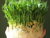 Продам овощи в Санкт-Петербурге, Семена для выращивания микрозелени: капуста брокколи