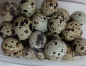 Продам яица в Белгороде, Яйцо перепелинное 2, 5руб, шт, упаковка 40шт-100руб развожу для