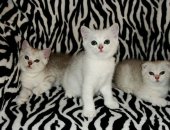 Продам шотландская, самец в Ульяновске, Шотландские котята, Дата рождения 16, 06, 18,