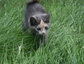 Продам кошку, самка в Самаре, Возраст 2 месяца, От кошки крысоловки, Самостоятельная