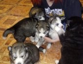 Продам собаку сибирская хаски в Урюпинске, Очаровательные малыши