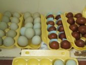 Продам яица в Кирове, лпх "вятский петушок" Продает инкубационное яйцо кур породы