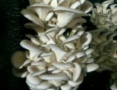 Продам грибы в Ростове-на-Дону, Продаётся действующее грибное производство по выращиванию