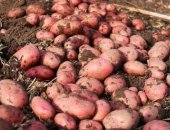 Продам овощи в Иванове, Картофель розовый, внутри желтый сетки около 40-45кг, самовывоз