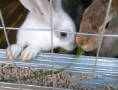 Продам заяца в Екатеринбурге, тся крольчата, Крольчата, 2 месяца
